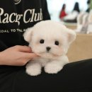 인천 강아지분양 고양이분양 미유펫 이미지