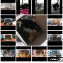 1주일새 20여 마리…강동구 동물병원 앞 고양이 집단유기 이미지