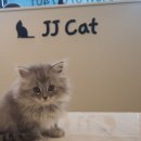제이제이캣 이미지