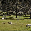 평화축산 이미지