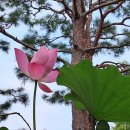 부엔까미노 이미지