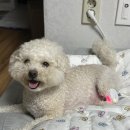 강아지 슬개골탈구예방, 이아소펫 근적외선으로 관리해주기