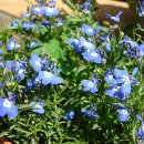 로벨리아 이미지