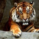 호랭이PC 이미지