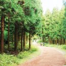 [제주 비자림과 사려니숲길]초록빛 에너지가 철철 넘치는 명품 숲 -한국관광공사 - 이미지