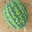 고창아시아마트 이미지