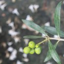 올리브나무 이미지