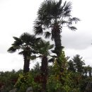 표선리-2 이미지