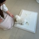 송댕송댕 이미지