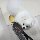 포메라니안 강아지 우유가 제일 좋아하는 밥이에요(하림 펫푸드 더리얼 크런치 닭고기 퍼피 사료 후기)