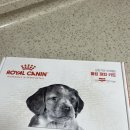 퍼피스토리 | 로얄캐닌 미니인도어 퍼피 &amp; 파우치 먹방 후기 습식+건식 조합이 이렇게 좋다고?