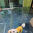 이츠펫(청당점) 이미지