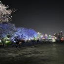 31140-6-83-21 | 낮보다 밤이 더 예쁜 이월드 벚꽃구경 다녀왔어요 내돈 내산 솔직 후기 (83타워 야경+포토존 총정리)