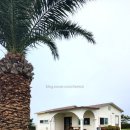 우도피아 이미지