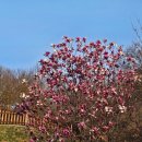 삼선산수목원 벚나무 이미지