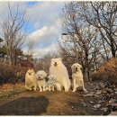 굿데이독 케어센터 이미지