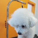 커몽커몽펫 이미지