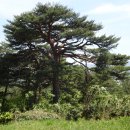 바우길 6구간 | 해파랑길 강릉바우길구간에서 만나는 큰어른 나무 100선