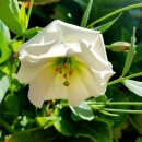 더리시안 이미지