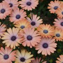 오스테오인 이미지