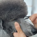 ［롱런］반려동물미용사 이미지