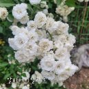 썸머스노우장미 알바메이딜란트 장미 유도화 이미지