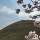 보문로즈 이미지