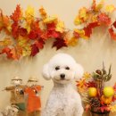 소르베 펫살롱 이미지