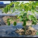 신가네농장 이미지