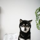 더케어벳 이미지