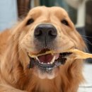 군침돌개 이미지