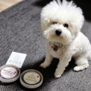 한끼멍냥 이미지