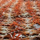 대게풍년 이미지