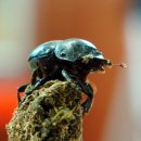 쇠똥구리마을 이미지