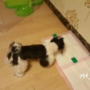 솜마(나) 이미지