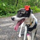 새나리로38번길 | [야탑 유기견 봉사활동] kk9r 봉사활동 후기