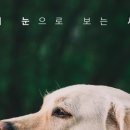 눈으로보는세상 이미지