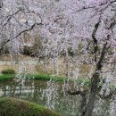 경주 보문단지의 수양버들 벚꽃 (シダレヤナギ桜) 이미지