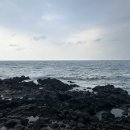 동문그린세탁소 | 제주도 여행🍊 12/19-12/25