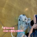 행복하개키울고양 이미지