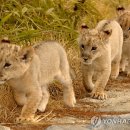 한사자농장 이미지