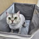 고양이 미용실 방울선생 네이버블로그