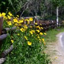 사라실 라벤더 단지 이미지