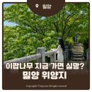 밀양 위양지 이팝나무 지금가면 실망? 4월 개화상태 주차 현실후기