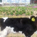 진로목장 이미지