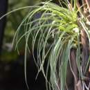 허브아일랜드식물원 이미지