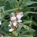 오덕 1리 이미지