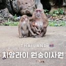 치앙라이 원숭이사원 완벽 정리! 몽키템플 가는 방법, 주의사항
