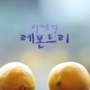 레몬트리 이미지