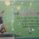 파파펫살롱 이미지